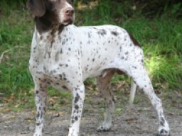 chien_darret_danois_ancestral_20211129_1994547170